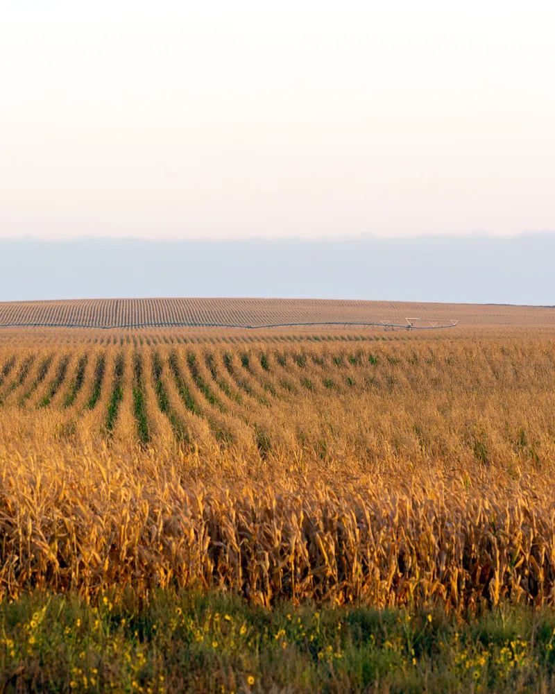 harvest print