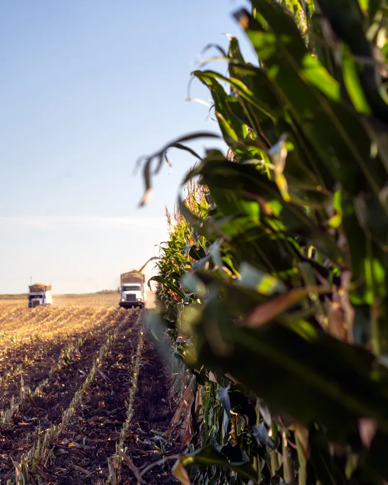 harvest print