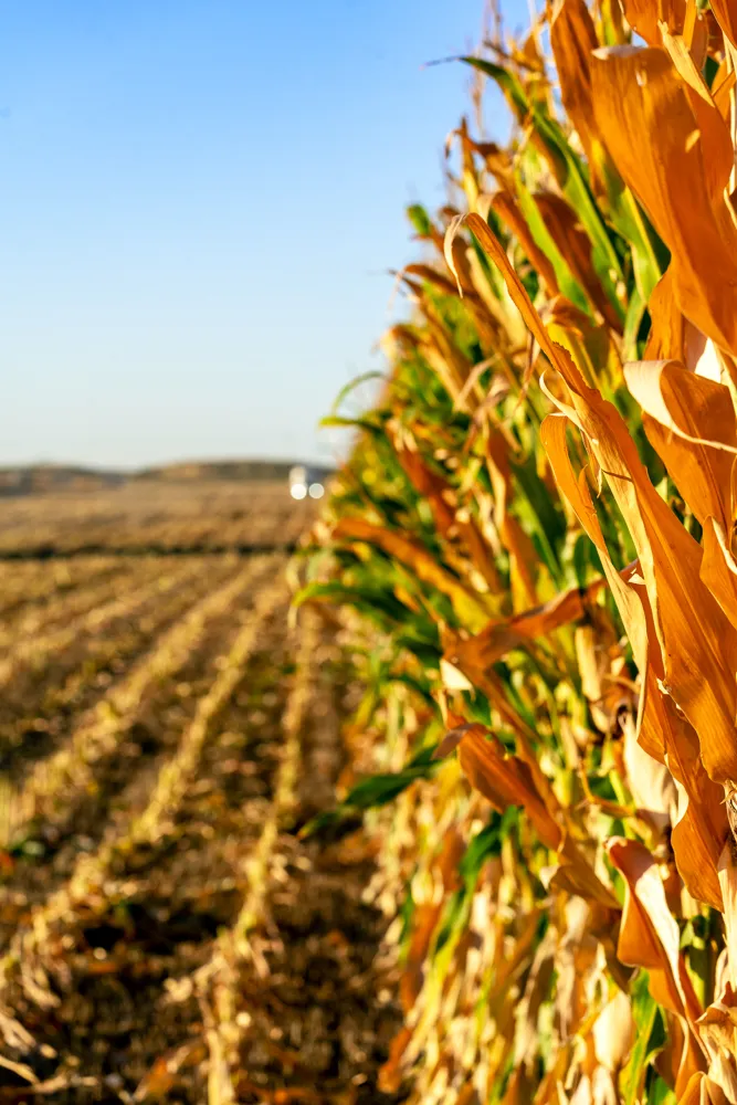 harvest print