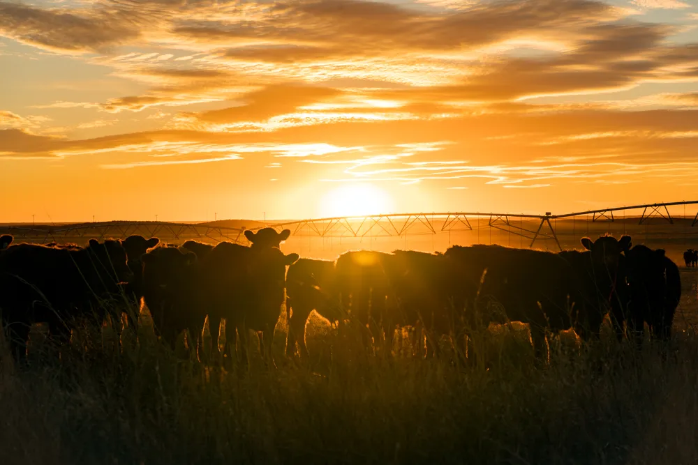 cow sunset print