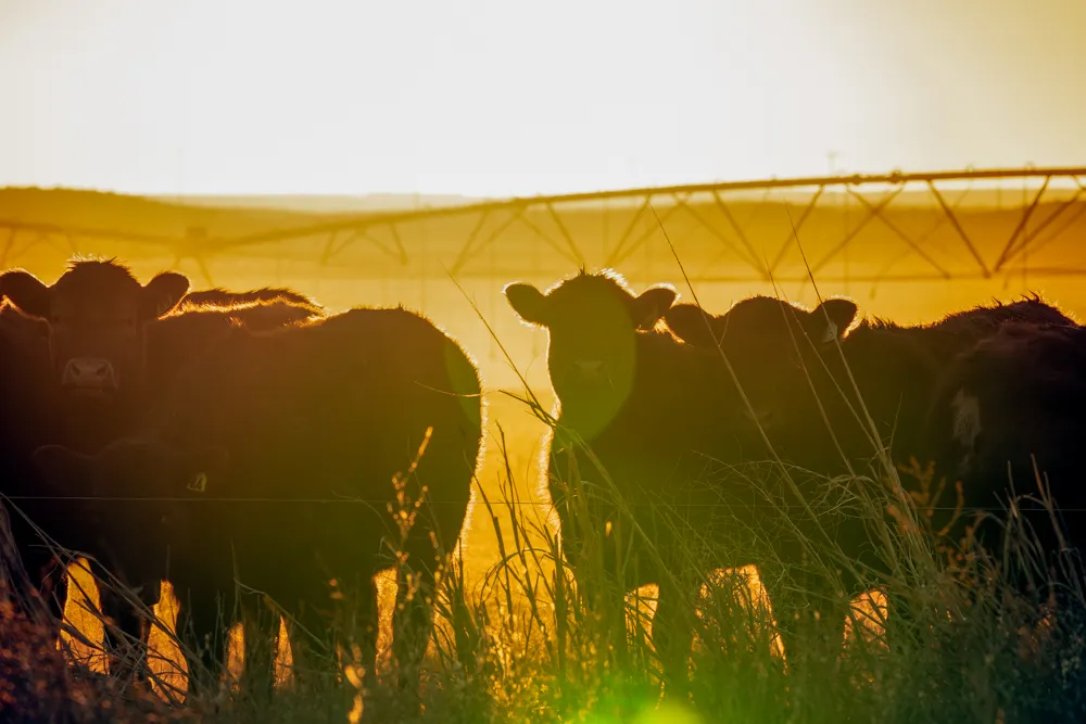 cow sunset print