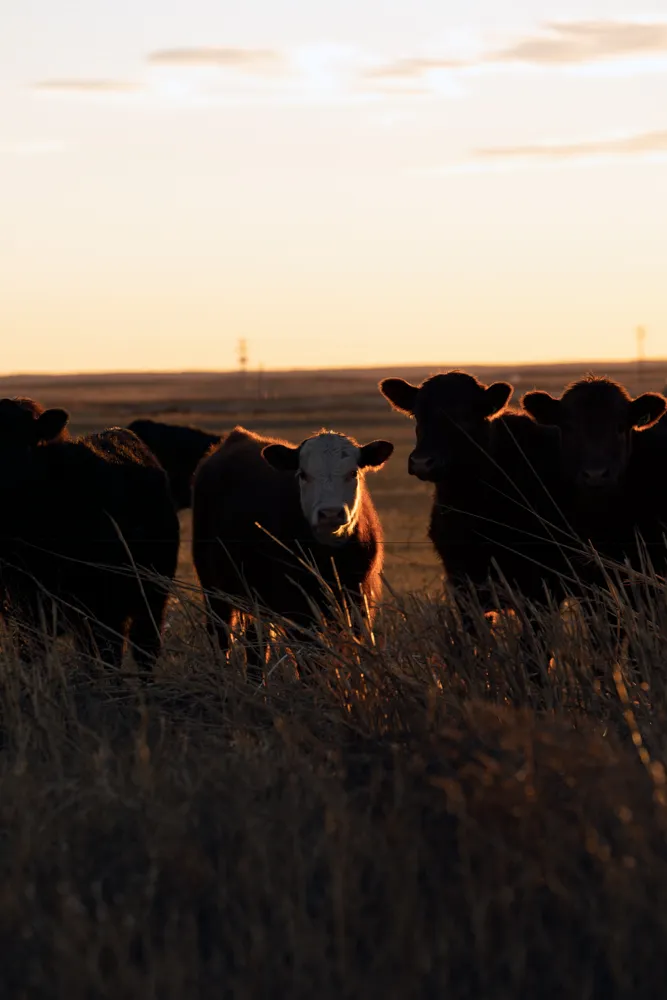 cow pasture print