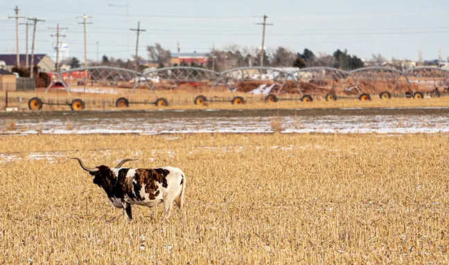 cow print