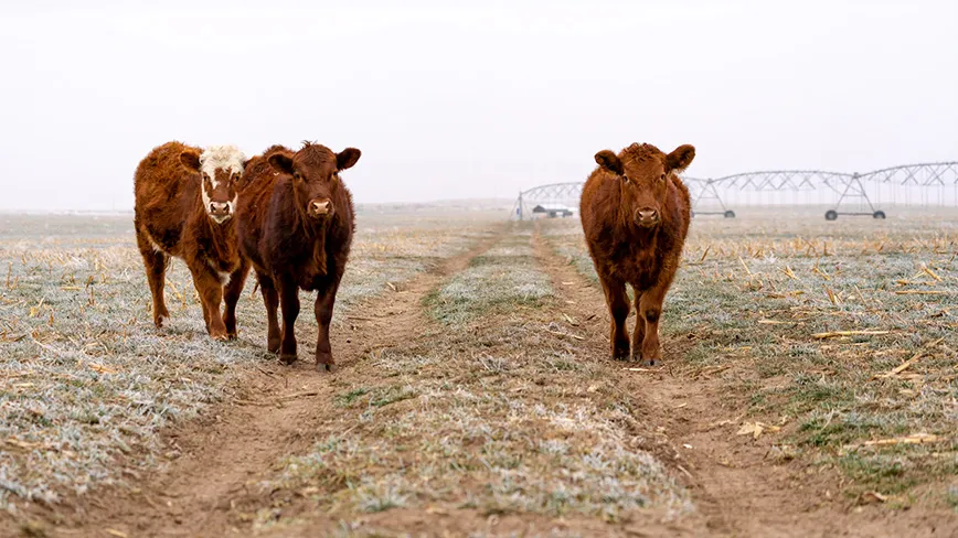 cow print