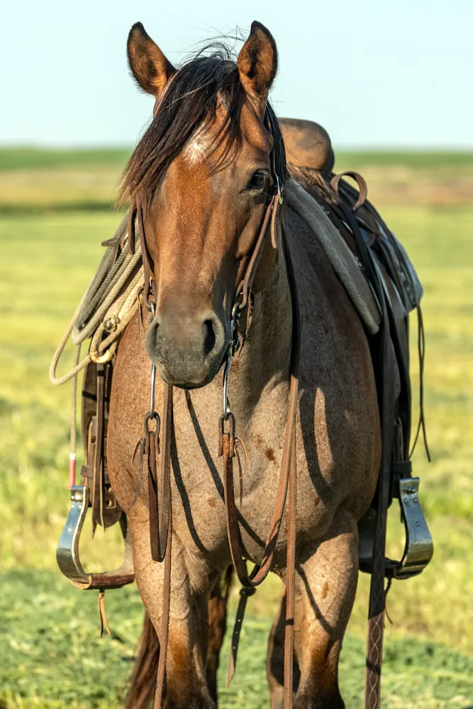 horse print