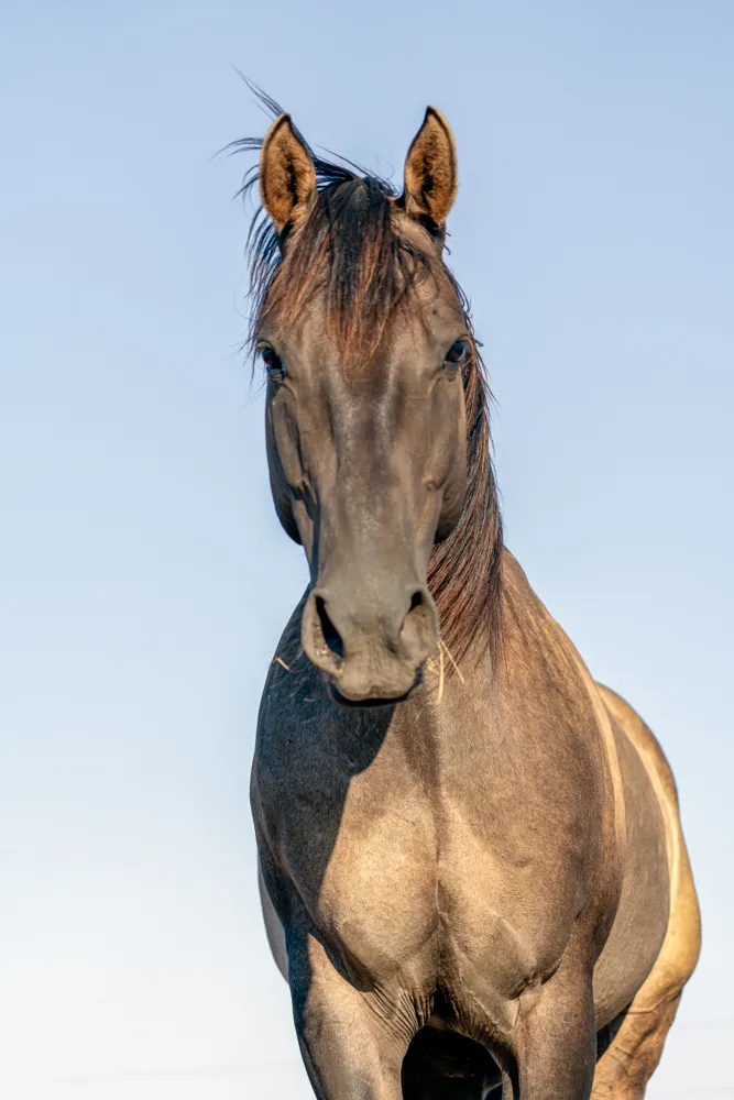 horse print