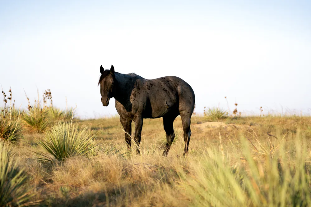 horse print