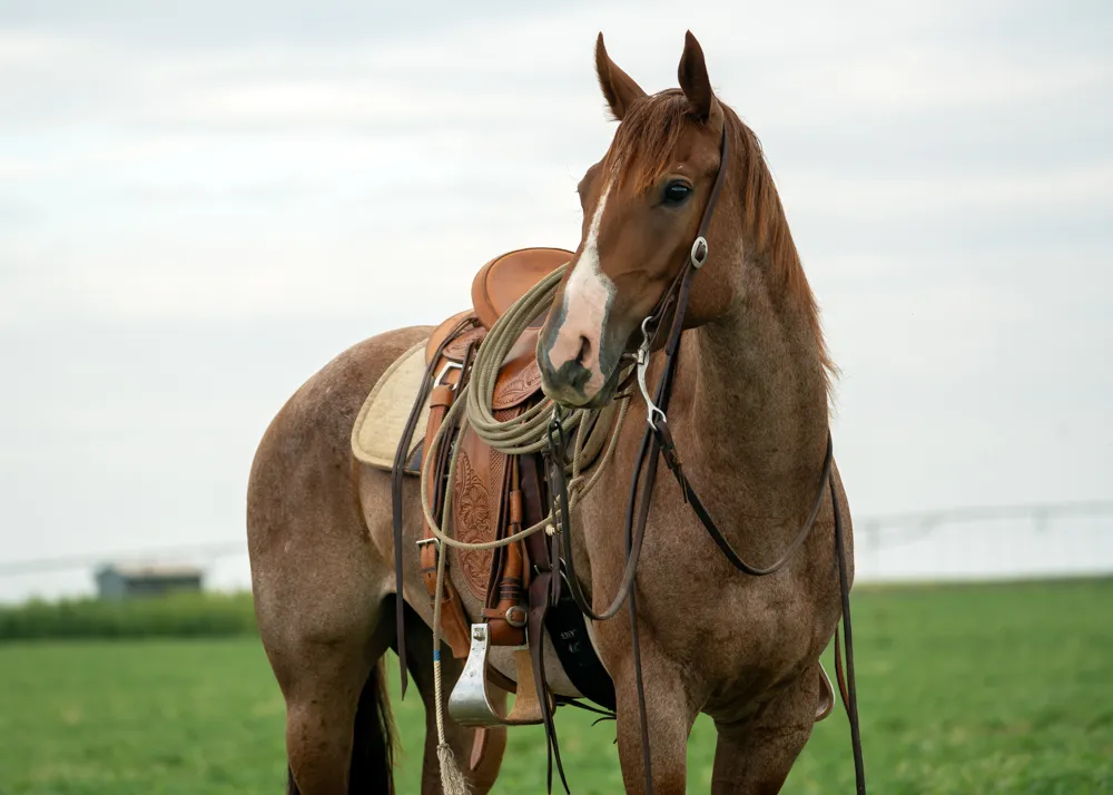 Horse Photos