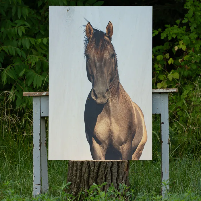 horse print